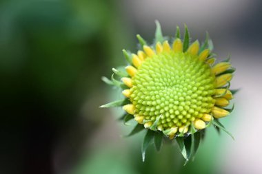 Yaz bahçesindeki güzel çiçeklerin yakın plan görüntüsü, doğa konsepti.
