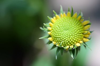 Yaz bahçesindeki güzel çiçeklerin yakın plan görüntüsü, doğa konsepti.