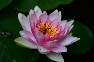 Bahçedeki pembe nilüfer çiçeği 