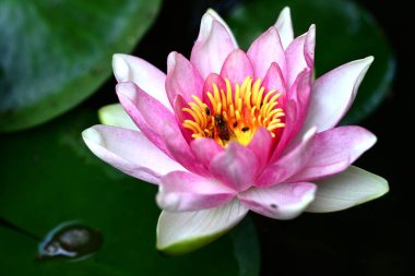 Bahçedeki pembe nilüfer çiçeği 