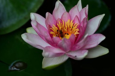 Bahçedeki pembe nilüfer çiçeği 