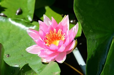 Gölette büyüyen nilüfer çiçeği