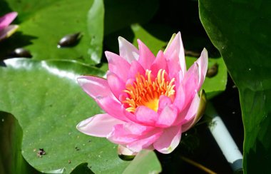 Gölette büyüyen nilüfer çiçeği