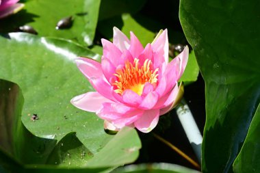 Gölette büyüyen nilüfer çiçeği