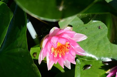 Gölette büyüyen nilüfer çiçeği