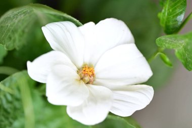 Yaz bahçesindeki güzel çiçeklerin yakın plan görüntüsü, doğa konsepti.