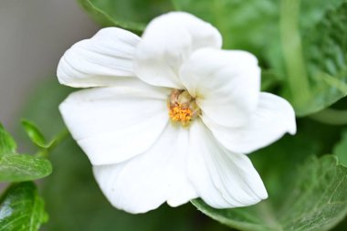 Yaz bahçesindeki güzel çiçeklerin yakın plan görüntüsü, doğa konsepti.