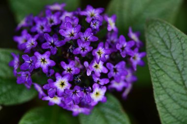 Yaz bahçesindeki güzel çiçeklerin yakın plan görüntüsü, doğa konsepti.
