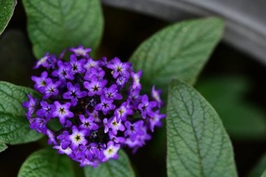Yaz bahçesindeki güzel çiçeklerin yakın plan görüntüsü, doğa konsepti.