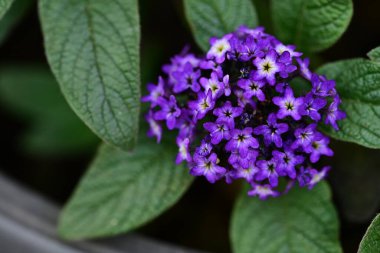 Yaz bahçesindeki güzel çiçeklerin yakın plan görüntüsü, doğa konsepti.