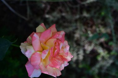 Bahçedeki güzel pembe ve sarı gül manzarasını kapat..