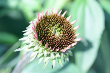 Yaz bahçesindeki güzel çiçeklerin yakın plan görüntüsü, doğa konsepti.