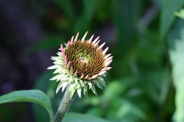 Yaz bahçesindeki güzel çiçeklerin yakın plan görüntüsü, doğa konsepti.