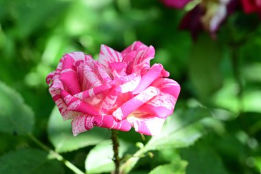 Yaz bahçesindeki güzel çiçeklerin yakın plan görüntüsü, doğa konsepti.