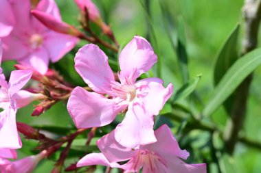 Yaz bahçesindeki güzel çiçeklerin yakın plan görüntüsü, doğa konsepti.
