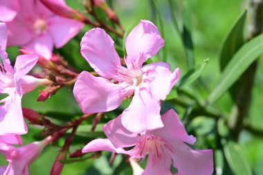 Yaz bahçesindeki güzel çiçeklerin yakın plan görüntüsü, doğa konsepti.