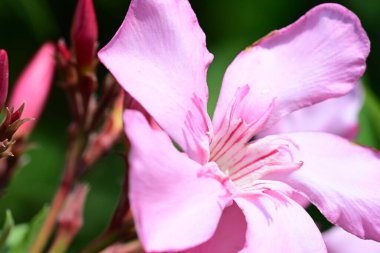 Yaz bahçesindeki güzel çiçeklerin yakın plan görüntüsü, doğa konsepti.
