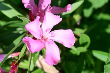 Yaz bahçesindeki güzel çiçeklerin yakın plan görüntüsü, doğa konsepti.