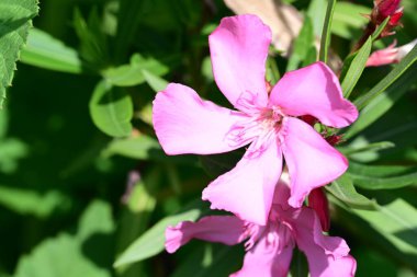 Yaz bahçesindeki güzel çiçeklerin yakın plan görüntüsü, doğa konsepti.