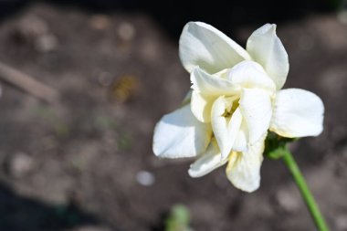 Yaz bahçesindeki güzel çiçeklerin yakın çekim görüntüsü, doğa kavramı gerici.