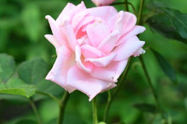 Yaz bahçesindeki güzel çiçeklerin yakın çekim görüntüsü, doğa kavramı gerici.