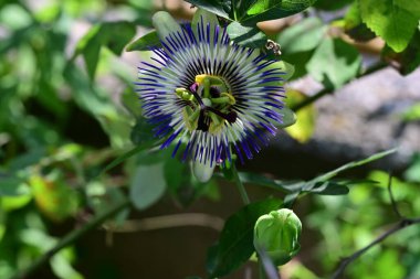 Yaz bahçesindeki güzel çiçeklerin yakın çekim görüntüsü, doğa kavramı gerici.
