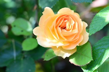 Yaz bahçesindeki güzel çiçeklerin yakın çekim görüntüsü, doğa kavramı gerici.