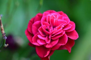 Yaz bahçesindeki güzel çiçeklerin yakın çekim görüntüsü, doğa kavramı gerici.