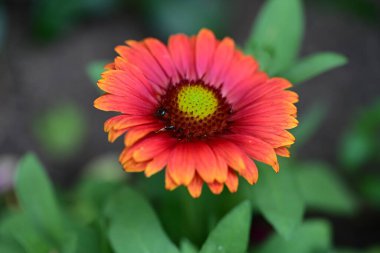 Yaz bahçesindeki güzel çiçeklerin yakın çekim görüntüsü, doğa kavramı gerici.