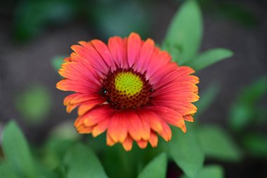 Yaz bahçesindeki güzel çiçeklerin yakın çekim görüntüsü, doğa kavramı gerici.