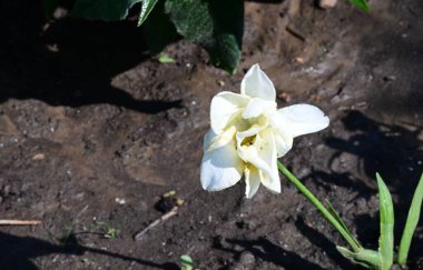 Yaz bahçesindeki güzel çiçeklerin yakın çekim görüntüsü, doğa kavramı gerici.