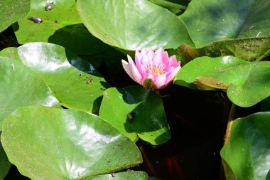 Yaz bahçesindeki güzel çiçeklerin yakın çekim görüntüsü, doğa kavramı gerici.