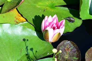 Yaz bahçesindeki güzel çiçeklerin yakın çekim görüntüsü, doğa kavramı gerici.