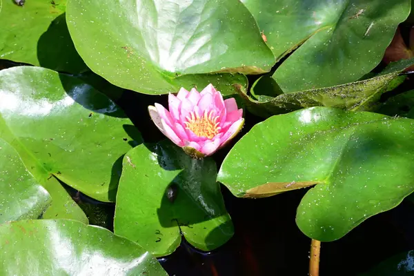 Yaz bahçesindeki güzel çiçeklerin yakın çekim görüntüsü, doğa kavramı gerici.