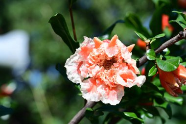 Yaz bahçesindeki güzel çiçeklerin yakın çekim görüntüsü, doğa kavramı gerici.