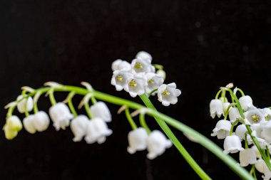 Yaz bahçesindeki güzel çiçeklerin yakın çekim görüntüsü, doğa kavramı gerici.
