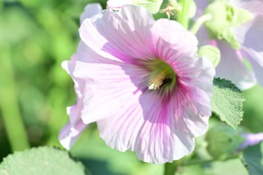 Yaz bahçesindeki güzel çiçeklerin yakın çekim görüntüsü, doğa kavramı gerici.