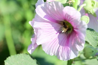 Yaz bahçesindeki güzel çiçeklerin yakın çekim görüntüsü, doğa kavramı gerici.