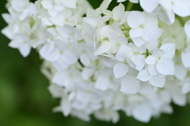 Yaz bahçesindeki güzel çiçeklerin yakın çekim görüntüsü, doğa kavramı gerici.