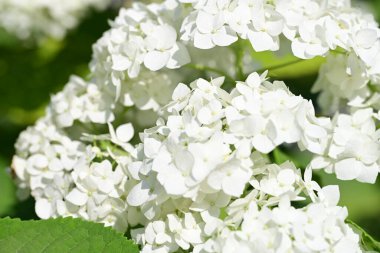 Yaz bahçesindeki güzel çiçeklerin yakın çekim görüntüsü, doğa kavramı gerici.