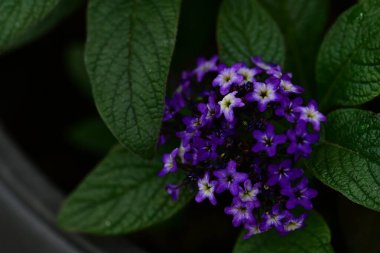 Yaz bahçesindeki güzel çiçeklerin yakın çekim görüntüsü, doğa kavramı gerici.
