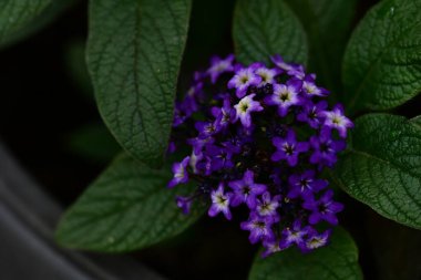Yaz bahçesindeki güzel çiçeklerin yakın çekim görüntüsü, doğa kavramı gerici.