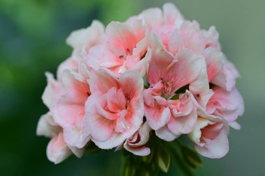 Yaz bahçesindeki güzel çiçeklerin yakın çekim görüntüsü, doğa kavramı gerici.