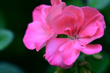 Yaz bahçesindeki güzel çiçeklerin yakın çekim görüntüsü, doğa kavramı gerici.