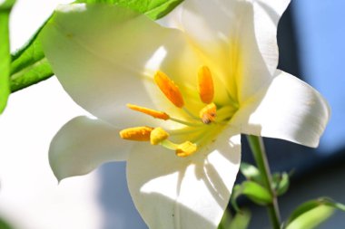 Yaz bahçesindeki güzel çiçeklerin yakın çekim görüntüsü, doğa kavramı gerici.