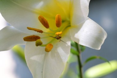 Yaz bahçesindeki güzel çiçeklerin yakın çekim görüntüsü, doğa kavramı gerici.