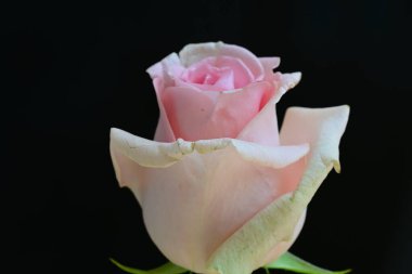 Yaz bahçesindeki güzel çiçeklerin yakın çekim görüntüsü, doğa kavramı gerici.