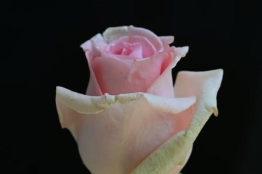 Yaz bahçesindeki güzel çiçeklerin yakın çekim görüntüsü, doğa kavramı gerici.