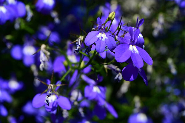 Закрытый вид на красивые цветы в летнем саду, задний план концепции природы