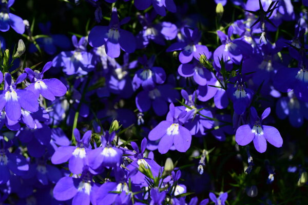 Закрытый вид на красивые цветы в летнем саду, задний план концепции природы